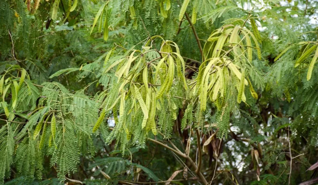 Moringa a local