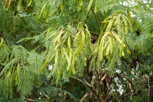 Moringa a local